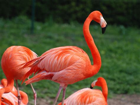 animal that starts with flamingo